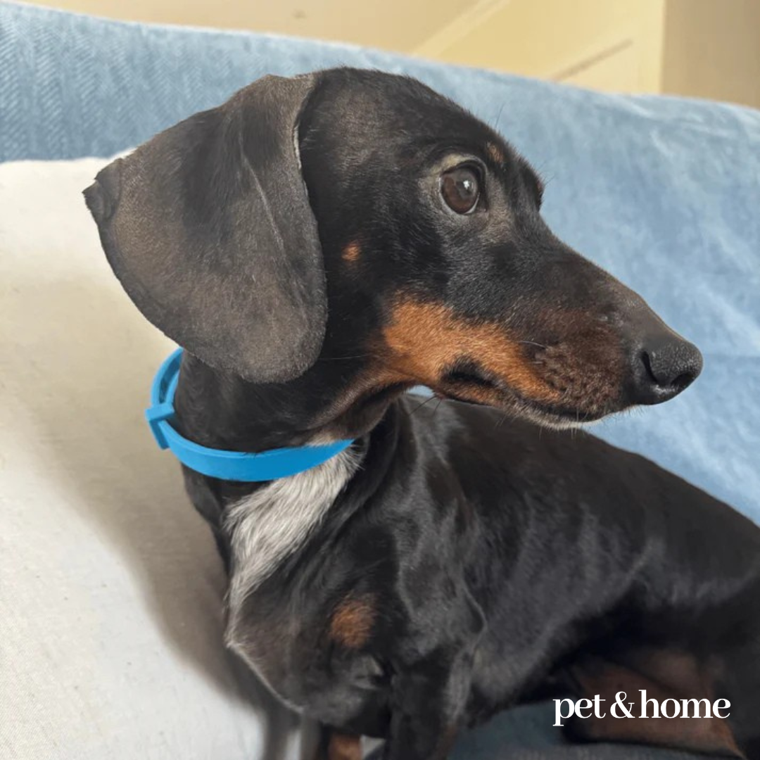 Pet-Friendly Blanket - Pet And Home