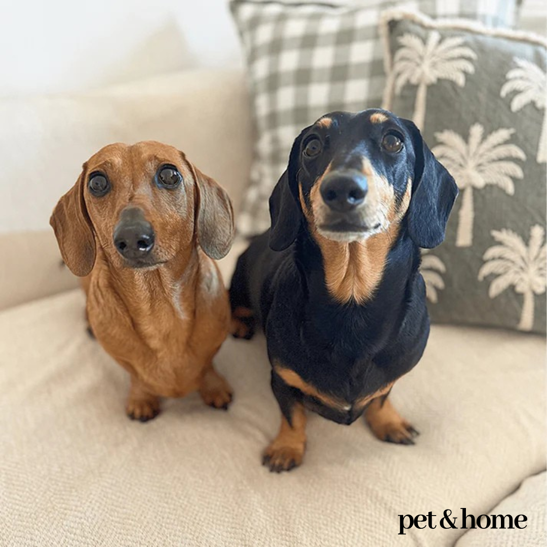 Pet-Friendly Blanket - Pet And Home