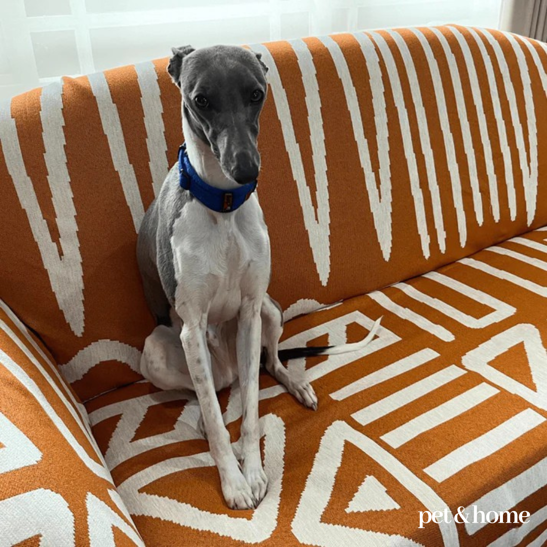 Pet-Friendly Blanket - Pet And Home